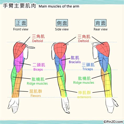 手臂下面叫什麼|手臂:手臂指人的上肢，肩膀以下、手腕以上的部位。。